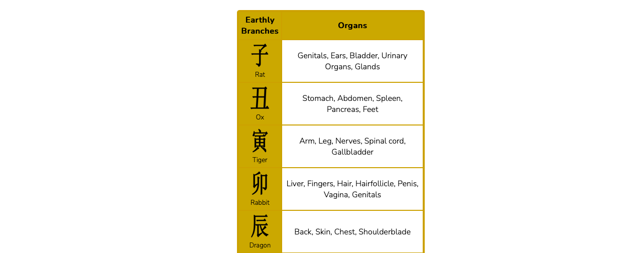 Effects of Earthly Branches on organs, health